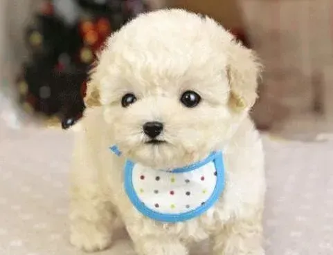 泰迪犬|怎样为您的泰迪犬挑选健康的零食