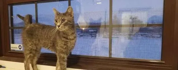 零下50度弃养猫咪 完全没有要给小生命活路 | 猫