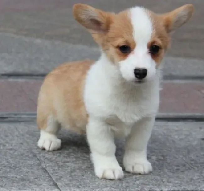 柯基犬|柯基犬上厕所的训练需要生理配合心理