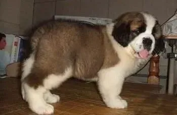 圣伯纳犬|分析鼻子的不同状态识别圣伯纳犬的健康状况