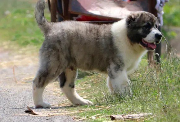 中亚牧羊犬|中亚牧羊犬患上细小拉稀带血