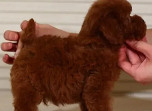 泰迪犬|纠正误区迎来科学 饲养泰迪犬存在哪些误区