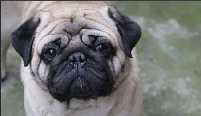巴哥犬的特征 赛级巴哥挑选 | 巴哥犬