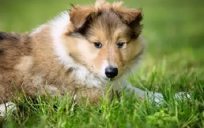 苏格兰牧羊犬|苏格兰牧羊犬拉肚子打针不见好，应如何是好