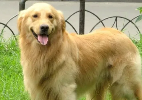 辨别金毛寻回犬好坏 金毛犬的头颅有两个特点 | 金毛寻回犬