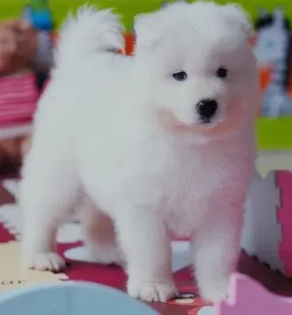银狐犬|银狐幼犬养护的基本常识