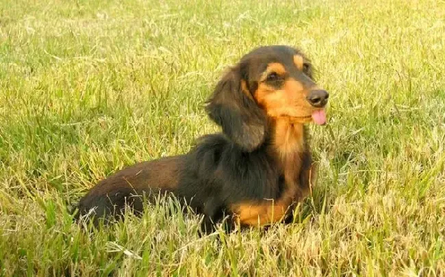 腊肠犬|腊肠犬咳嗽，打喷嚏应该怎么办