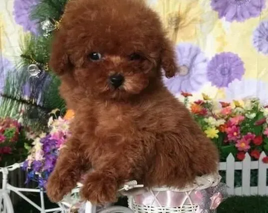 贵宾犬|贵宾犬吃什么最好 如何自制贵宾犬的狗粮