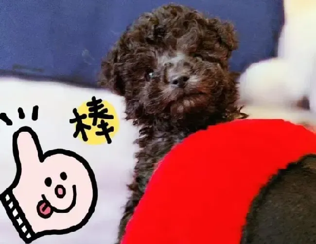 贵宾犬|怎么才能让小贵宾犬的胆子变大