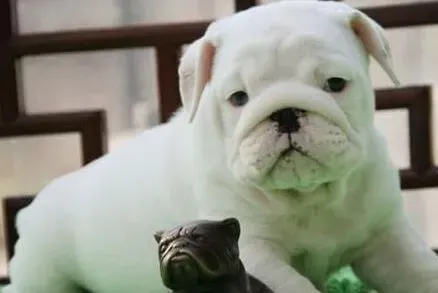 英国斗牛犬|如何让斗牛犬有一双炯炯有神的眼睛