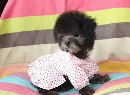 贵宾犬|怎么才能让小贵宾犬的胆子变大