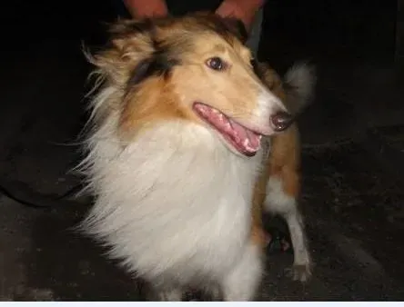 苏格兰牧羊犬|如何训练苏格兰牧羊犬学会技能