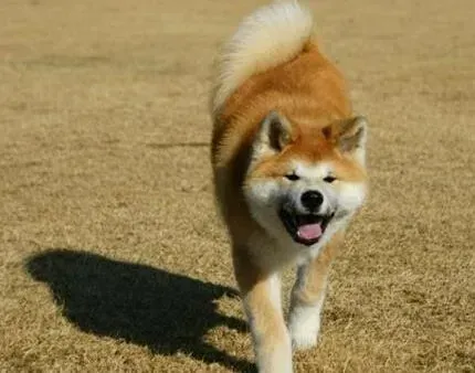 秋田犬|调理肠胃可保健康 饲养秋田犬时要怎样调理肠胃