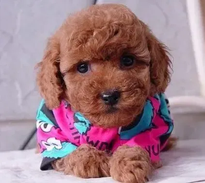 泰迪犬|如何让泰迪犬学会文明如厕