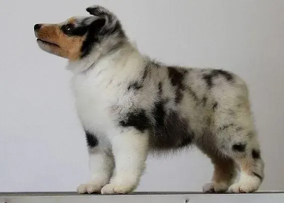 喜乐蒂|喜乐蒂犬出现乱咬的原因和处理方法