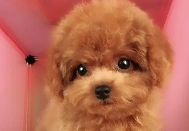 泰迪犬|泰迪犬经常吃一种狗粮好吗？