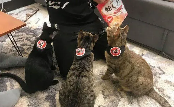 黑猫自己开柜子找寻罐罐痕迹 咦?罐罐在哪咧