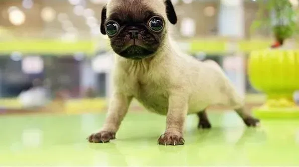 巴哥犬|怎样达到为巴哥犬补钙的预期效果