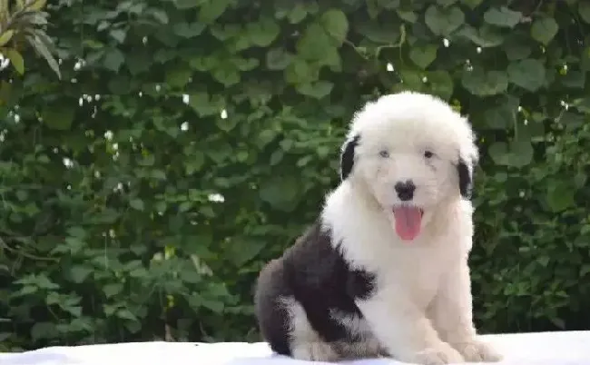 古代牧羊犬|怎样让古代牧羊犬学会乖乖的等待