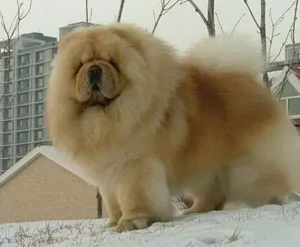 松狮犬|生活健康学 如何看出松狮犬的身体是否出现问题