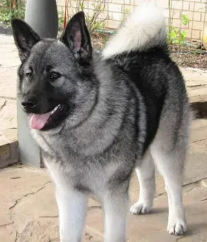 挪威猎麋犬的性格 一种有主见的守卫犬 | 挪威猎麋犬