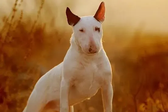 比特斗狗厉害还是牛头梗 二者饲养禁忌有哪些 | 比特犬