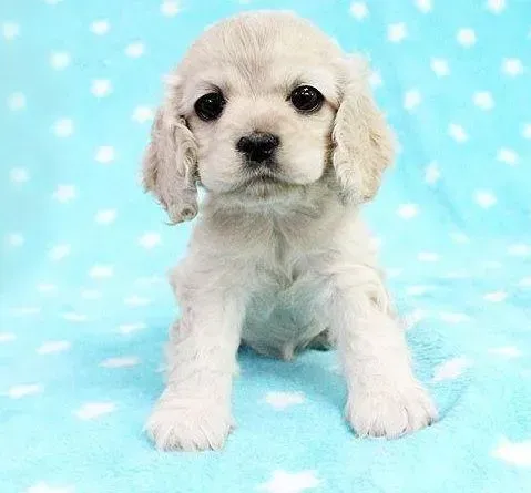 可卡犬|我家可卡犬肚子总咕咕叫，不吃饭也不喝水病了吗