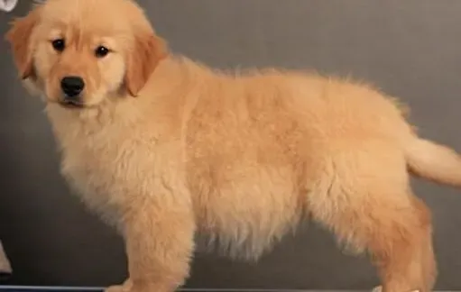金毛|金毛犬乱叫扰民 主人们改正方法要得当