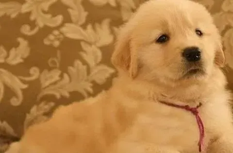 金毛|美味零食对金毛犬来说有什么好处