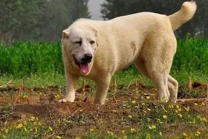 中亚牧羊犬|训练中亚牧羊犬如厕和拒吃排泄物的方法
