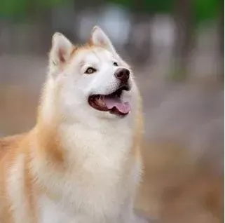 哈士奇|哈士奇肚子里长了一个硬块是什么东西