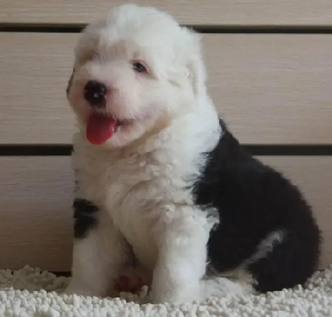 古代牧羊犬|怎样饲养古代牧羊犬也让你的家一尘不染