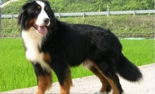 伯恩山犬|科学普及之伯恩山犬盲目补钙有哪些不良影响