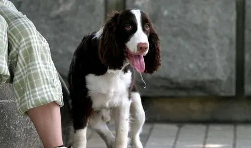 如何养好史宾格犬 要定时定量喂养史宾格犬 | 史宾格犬