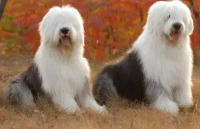 古代牧羊犬|训练小学堂 训练古代牧羊犬期间谨记三个要点