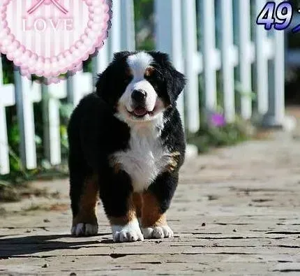 伯恩山犬|伯恩山犬拉稀后拒食任何东西怎么办