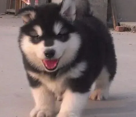阿拉斯加犬|如何护理阿拉斯加犬的毛发才能长的更快