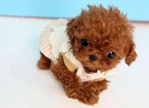 泰迪犬|泰迪犬驱虫后总睡觉，没胃口正常吗