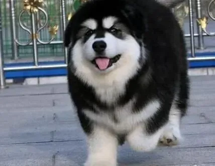 阿拉斯加犬|阿拉斯加犬消化不良问题的解决方式