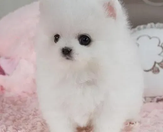 博美犬|冬天寒冷如何给博美犬干洗 求方法