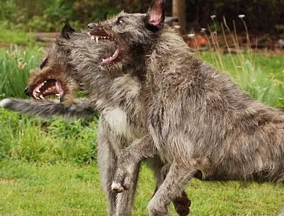 爱尔兰猎狼犬的速度 爱尔兰猎狼犬速度快而有力 | 爱尔兰猎狼犬