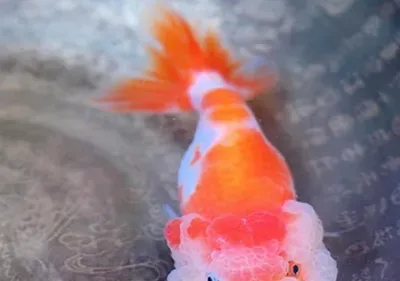 武汉猫狮怎么养 该鱼容易发生栽头的现象 | 武汉猫狮