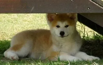 秋田犬|做好秋田犬口腔与牙齿的全面护理