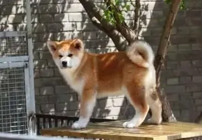 秋田犬|秋田犬的喂食量与其不能吃的东西