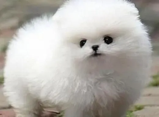 博美犬|怎样给博美犬营造一个健康的饮食环境