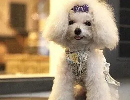 贵宾犬|贵宾犬喜欢随意乱咬家具的应对措施