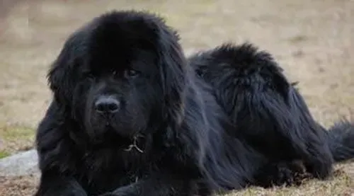 纽芬兰犬介绍 纽芬兰犬是一种性情甜蜜的狗 | 纽芬兰犬