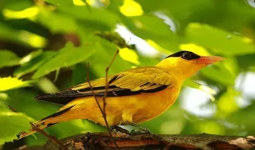 黄鹂鸟是怎么叫的 黄鹂鸟是大自然的歌唱家 | 黄鹂鸟