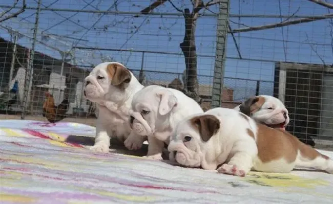 英国斗牛犬|斗牛犬胆子很小应如何训练它