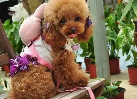 泰迪犬|泰迪犬最近反复的拉肚子不知道是怎么回事